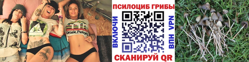даркнет сайт  Новотитаровская  Галлюциногенные грибы GOLDEN TEACHER 